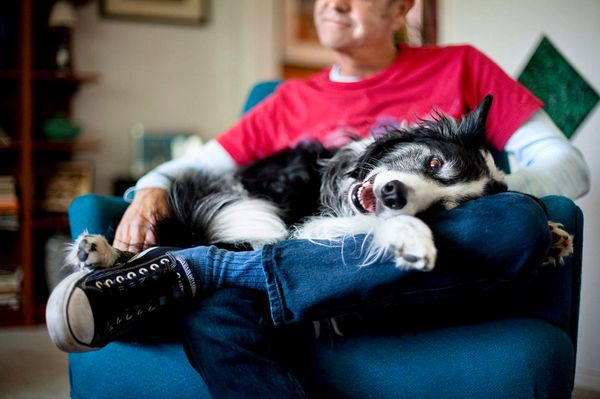 These Impossibly Sweet Photos Capture The Bond Between Dogs And Their ...