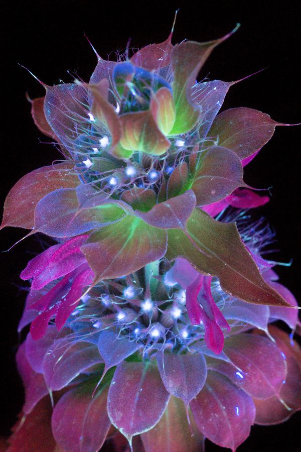 Amazing Photos Capture How Flowers Look Under Ultraviolet Light | HuffPost