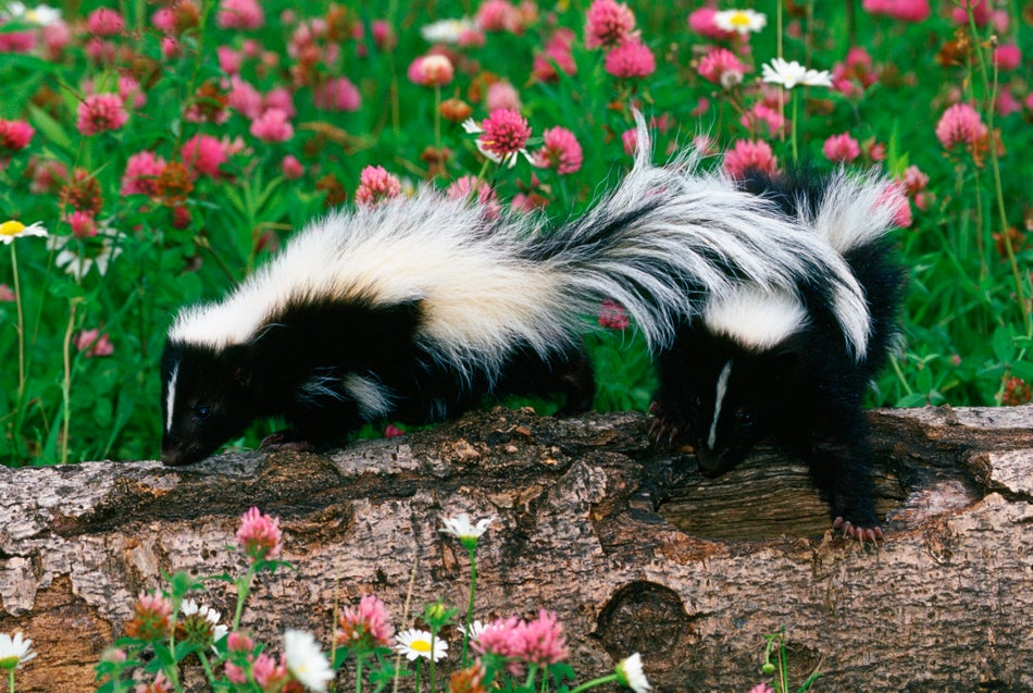 Let This Little Family Convince You How Adorable Skunks Really Are