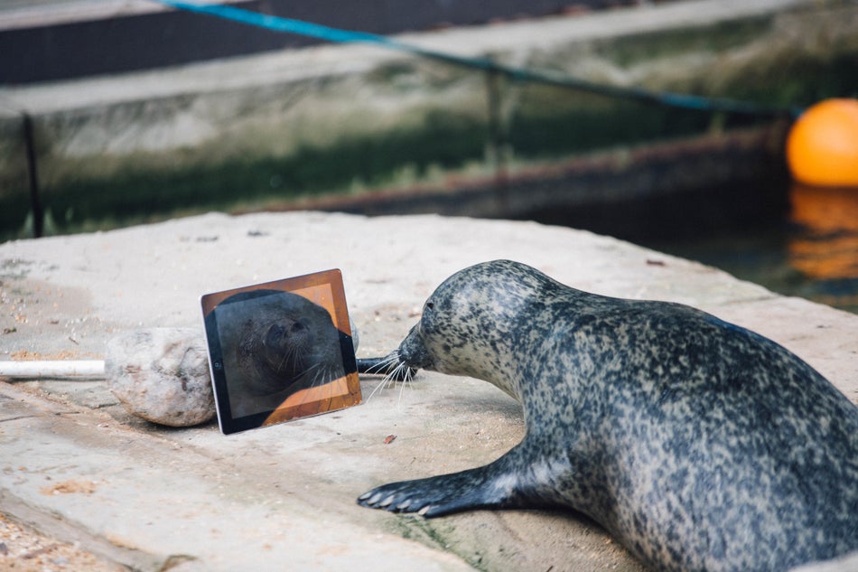 Watch A Seal Turn Into A Dog. Or Is It A Dog Into A Seal? HuffPost