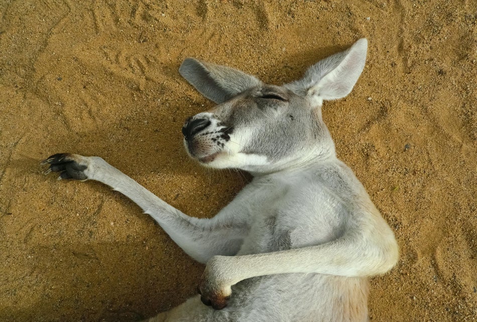 These Cats Sleep Like Humans, And They Get More Rest Than You HuffPost