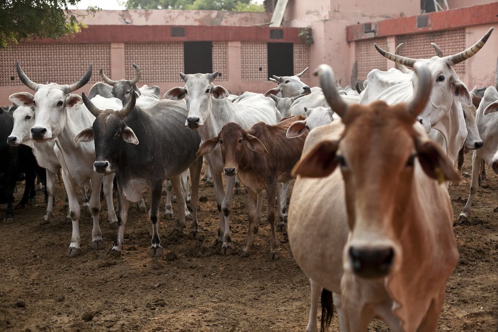 striking-images-of-a-vigilante-group-protecting-india-s-cows-huffpost