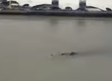 Is This Terribly Shot Video Proof Of The Loch Ness Monster In London?