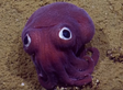Scientists Seriously Can't Handle This Adorable Li'l Stubby Squid