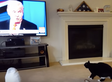 Now Donald Trump Can Blame Cats For His Problems, Too