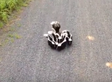 Let This Little Family Convince You How Adorable Skunks Really Are