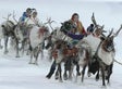 More Than 60,000 Reindeer Starved To Death After Global Warming Cut Off Food Supply