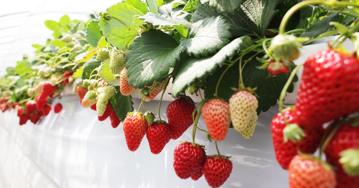 How To Grow Your Own Strawberries