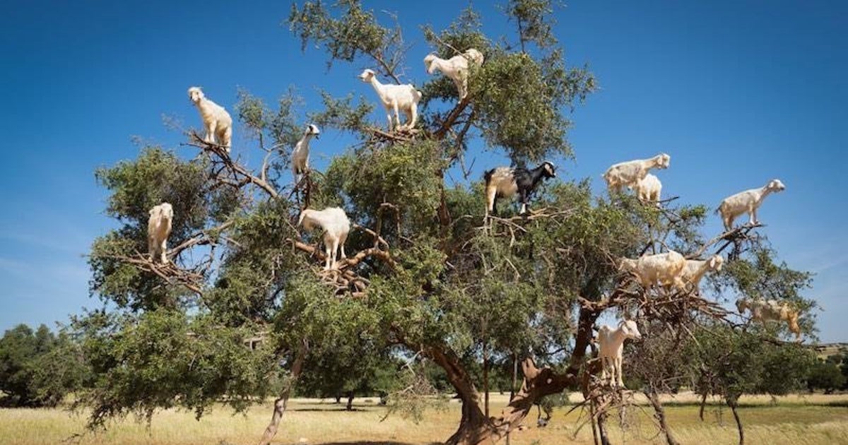 The Luxurious Poop From These TreeClimbing Goats Produces Argan Oil