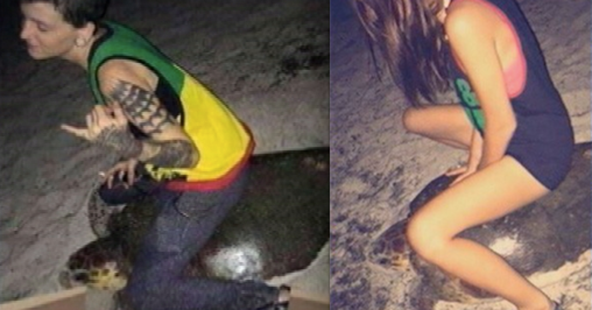 Abusive Sea-Turtle Rider Arrested in Florida 