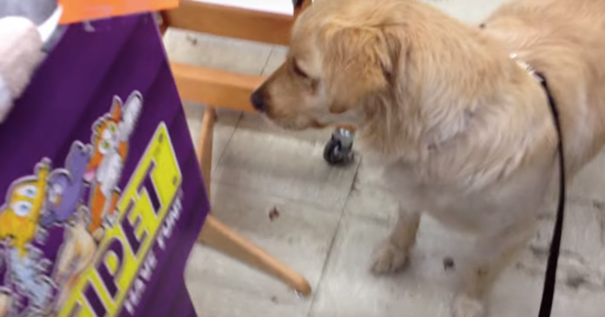 Adorable Dog Gets To Pick Her Own Toy For The First Time