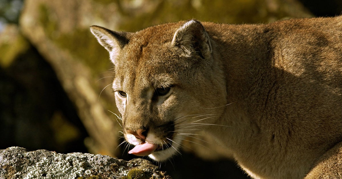Wildlife Mating Bridge Could Bring More Sexytime To California Cougars