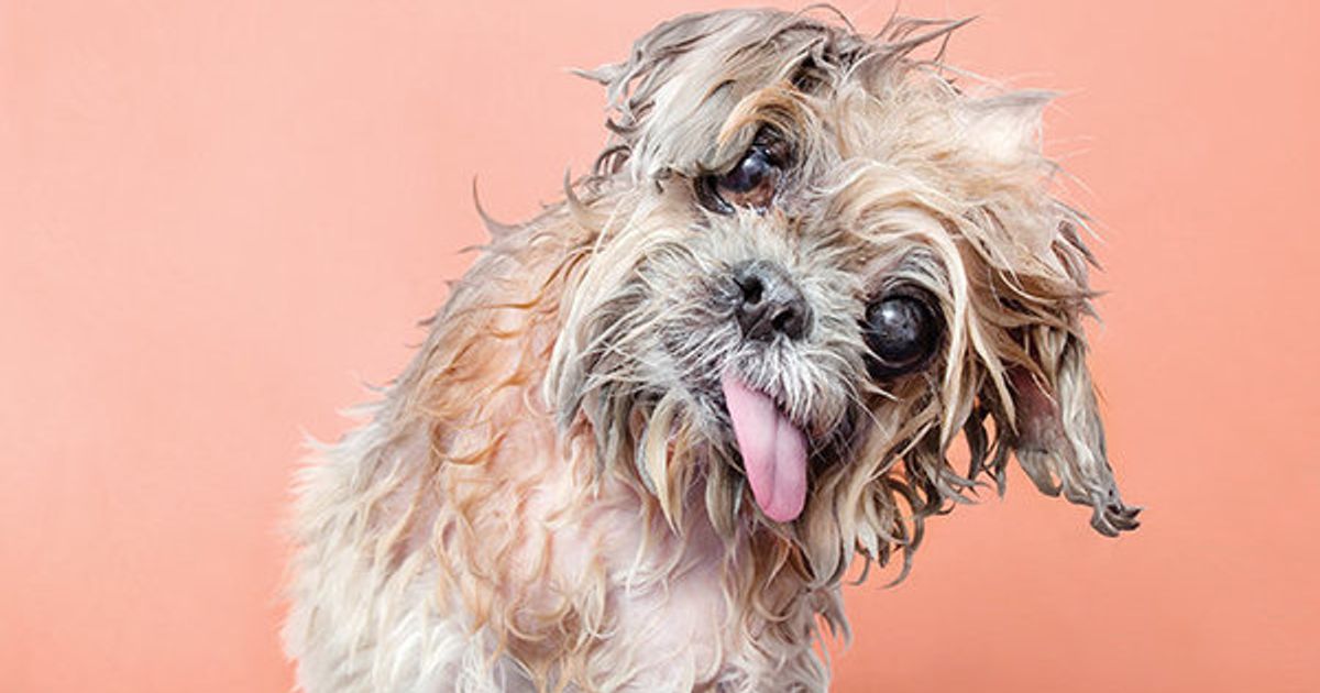 adorable-photos-of-wet-dogs-will-make-you-ponder-the-meaning-of-bath-time