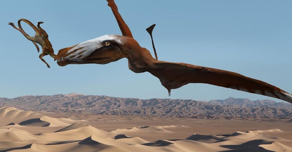 flying reptile