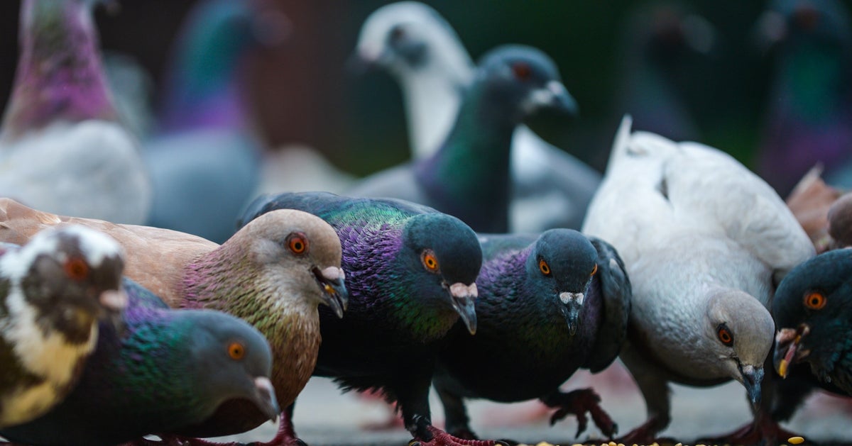 Pigeon Is Giving Pizza Rat Serious Competition Biology Diagrams