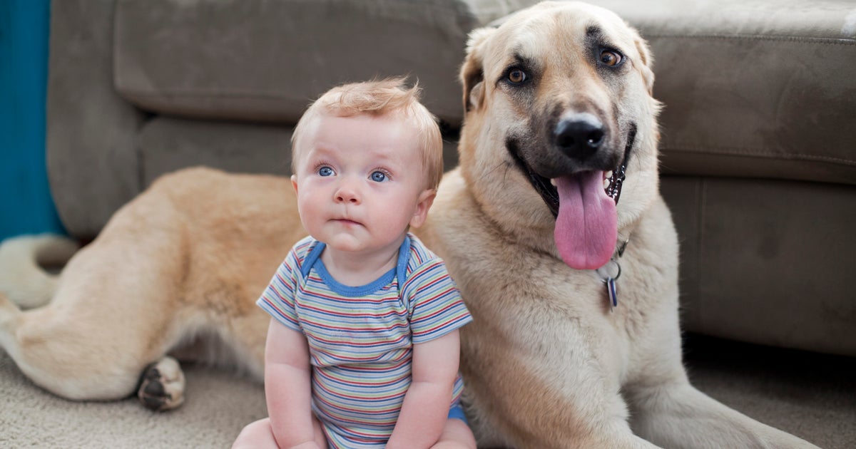Kids Who Grow Up With Dogs Are Less Likely To Develop Asthma