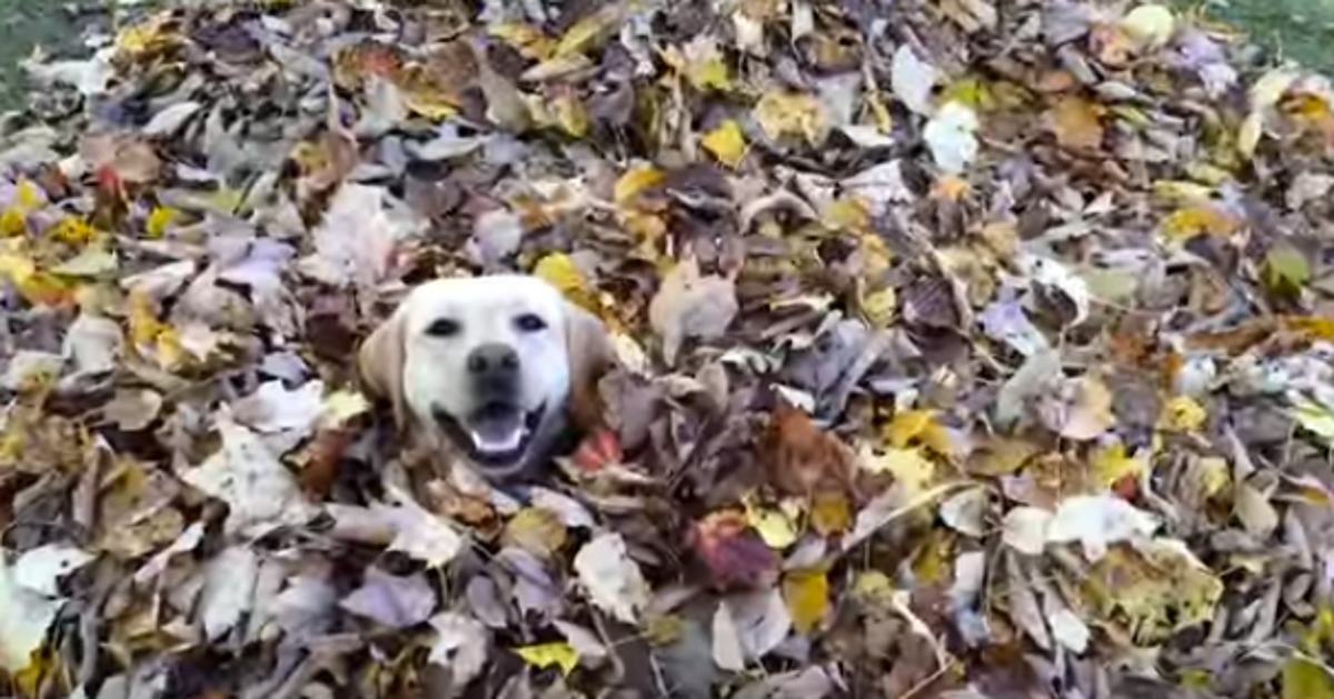 Waggy Dog Leaping Into Piles Of Leaves Is All Of Us