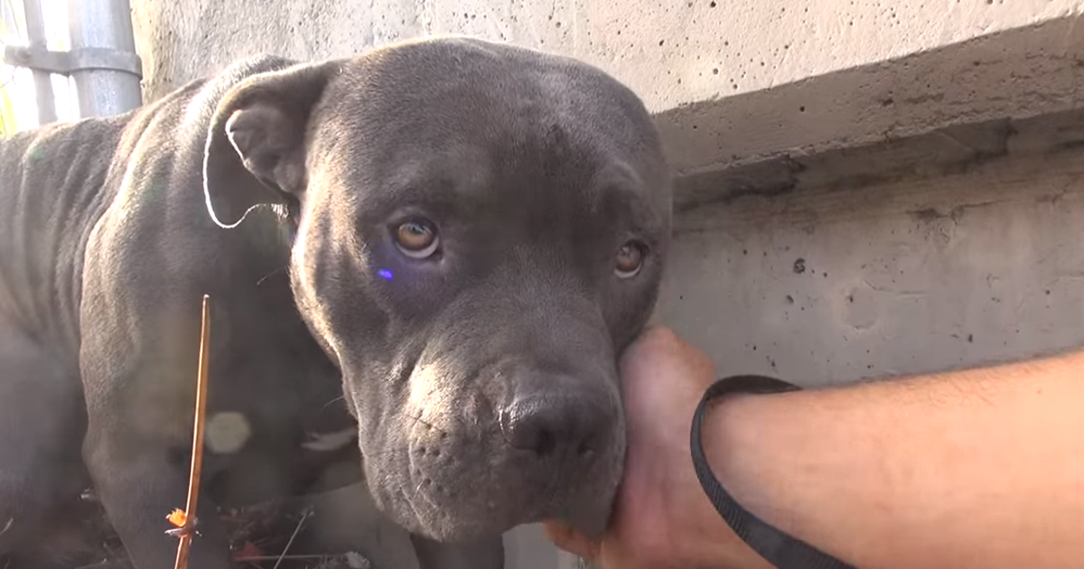 Watch A Scared, Homeless Pit Bull Receive Love For The First Time