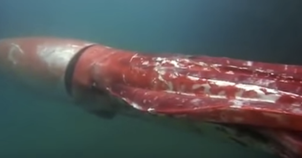 Rare Sighting Of Giant Squid In Japanese Bay