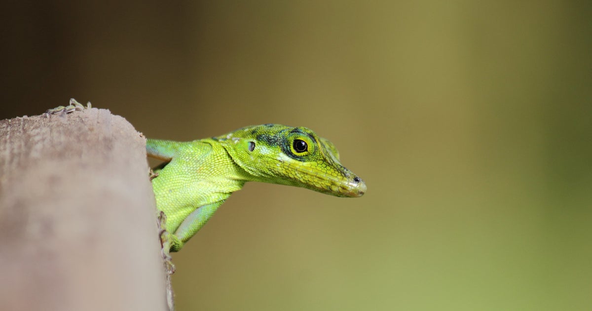 Lizard Found In Salad Gets Second Chance As Classroom Pet