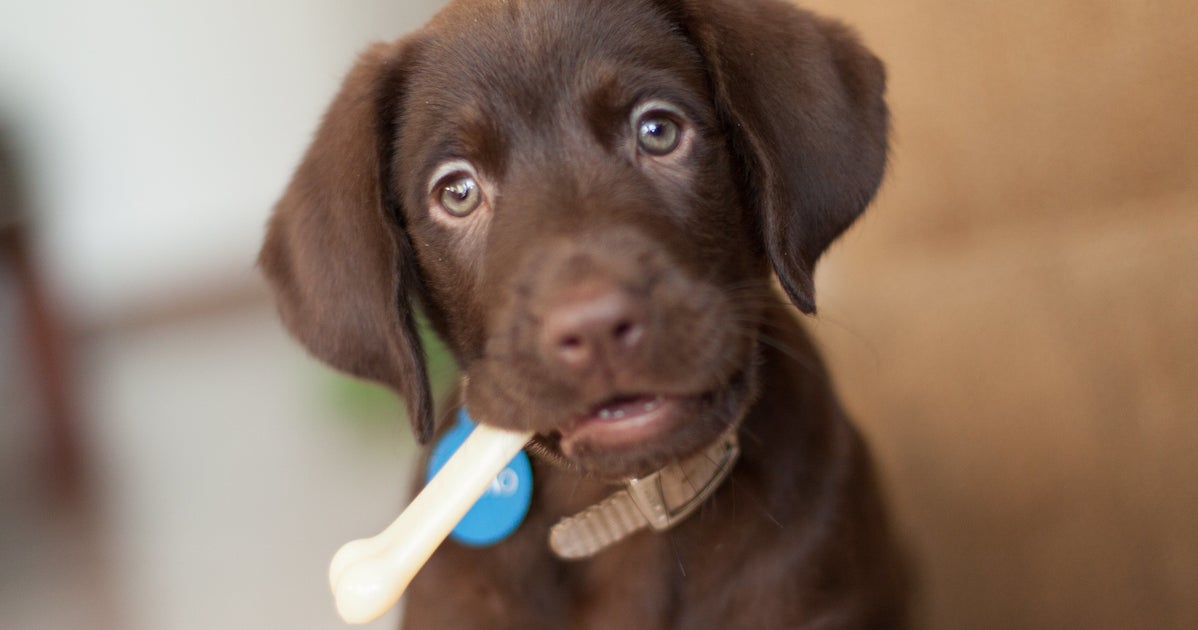 why chocolate is bad for dogs this is why chocolate is so bad for dogs why chocolate is bad for dogs this is why chocolate is so bad for dogs