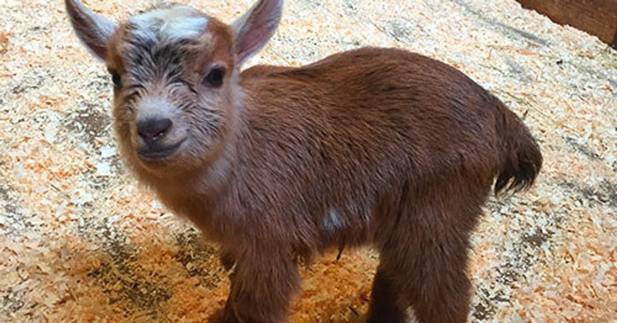 boston-zoo-s-newborn-baby-goat-is-too-cute-to-handle