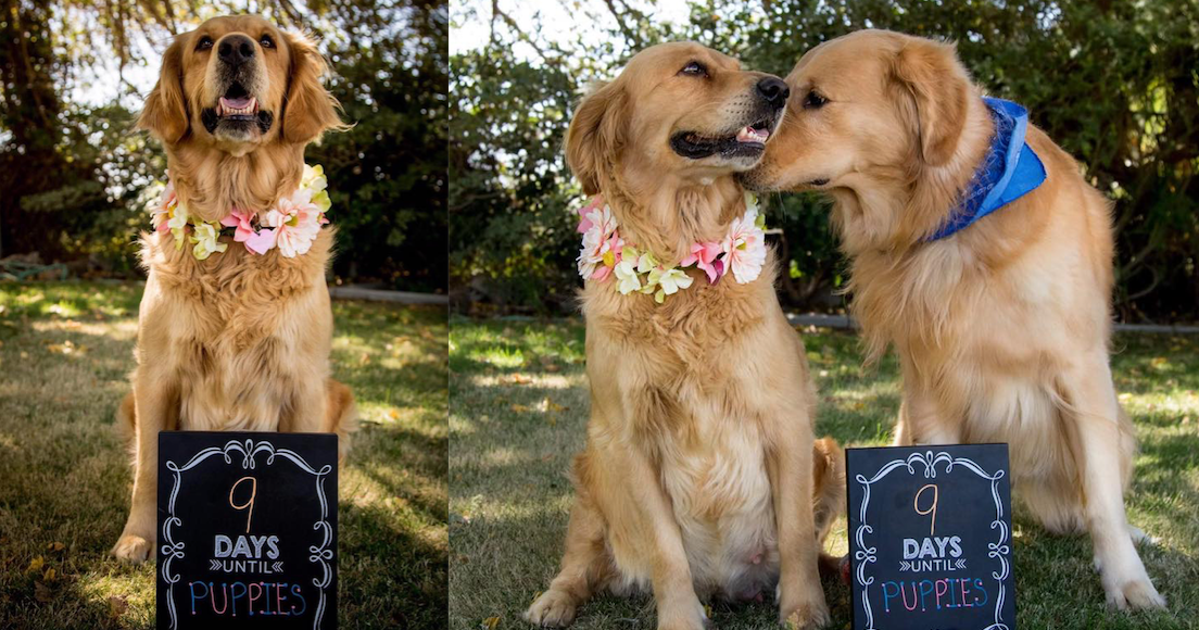 Pregnant Dog Totally Slays Maternity Photo Shoot