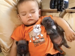 This Napping Toddler And His Puppies Are What Dreams Are Made Of