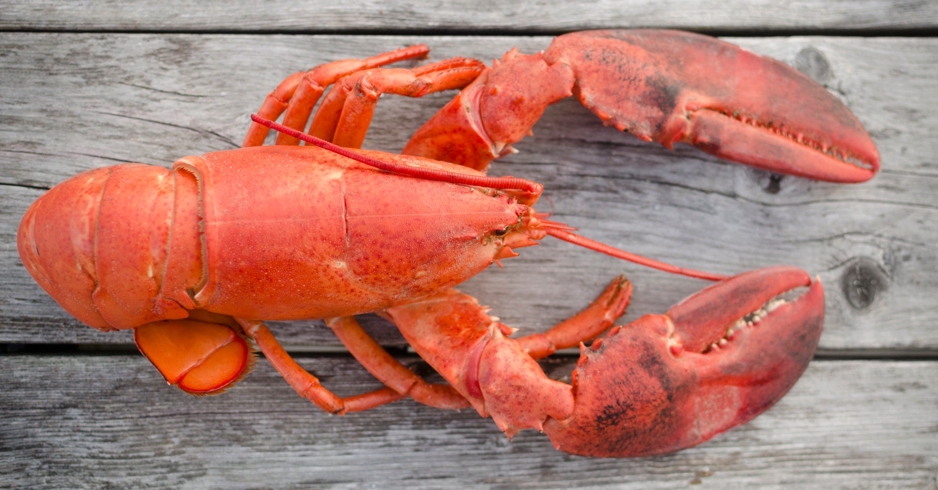 The (Most) Humane Way To Kill A Lobster HuffPost