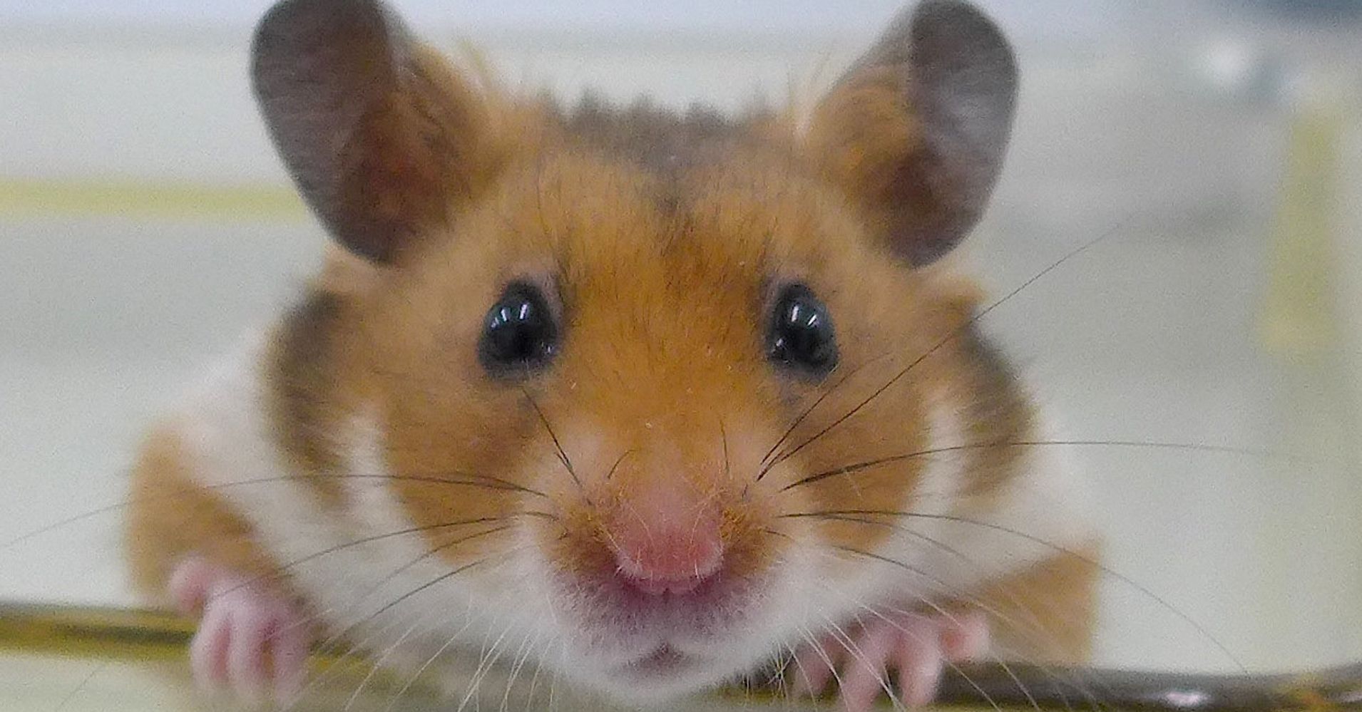 happy nutmeg hamster