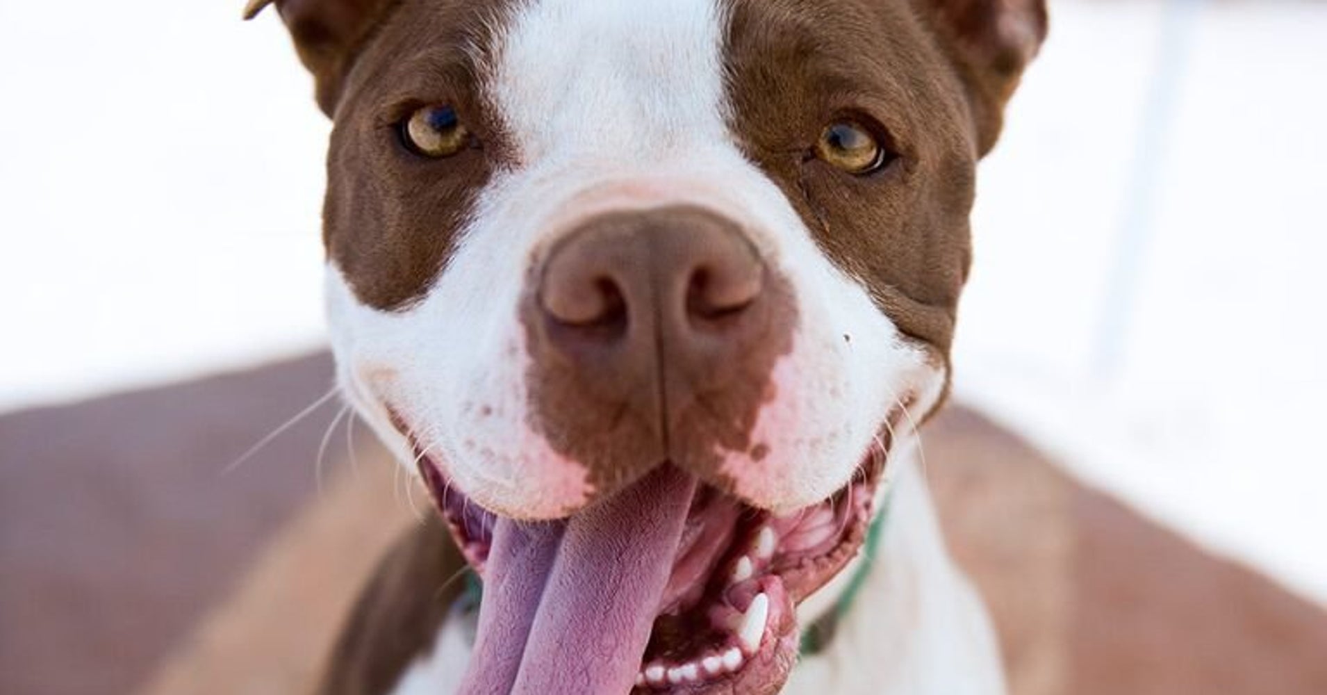 9 Very Good Reasons To Adopt A Mutt HuffPost