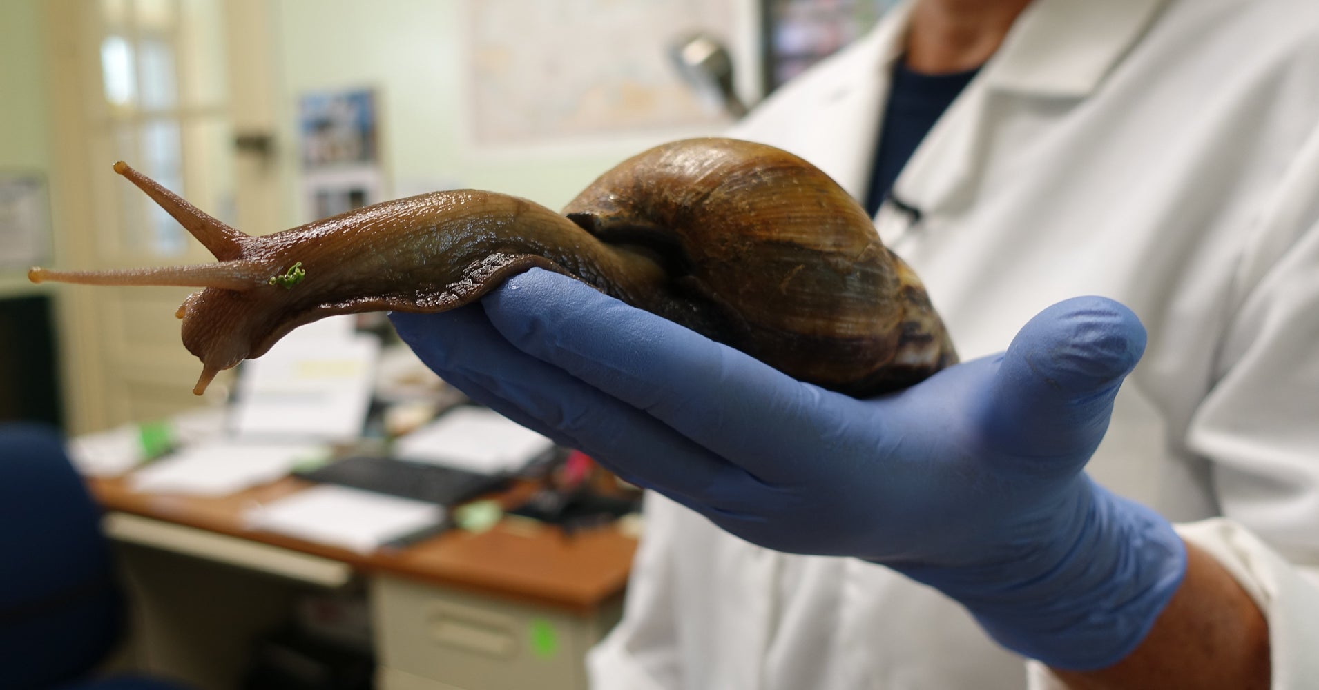 Snails As Big As Shoes Are Kind Of A Problem In Florida HuffPost