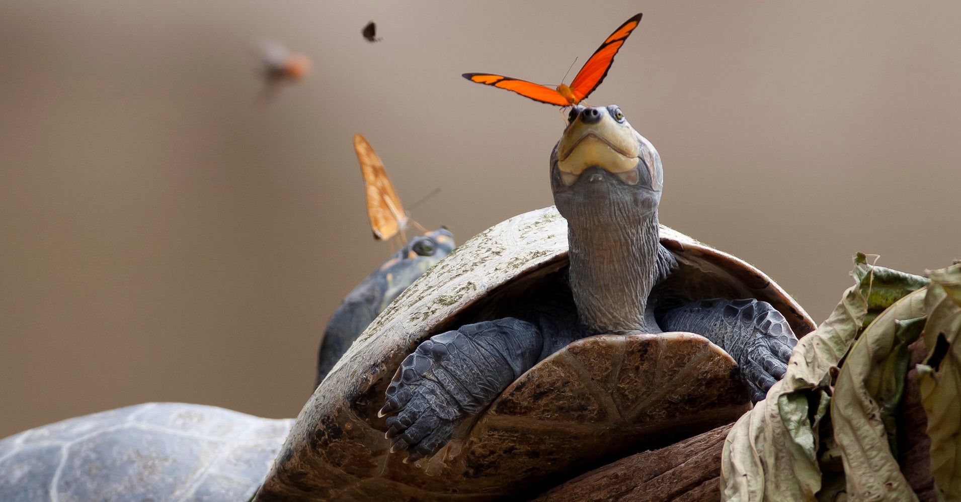 Just A Butterfly Drinking Some Turtle Tears HuffPost