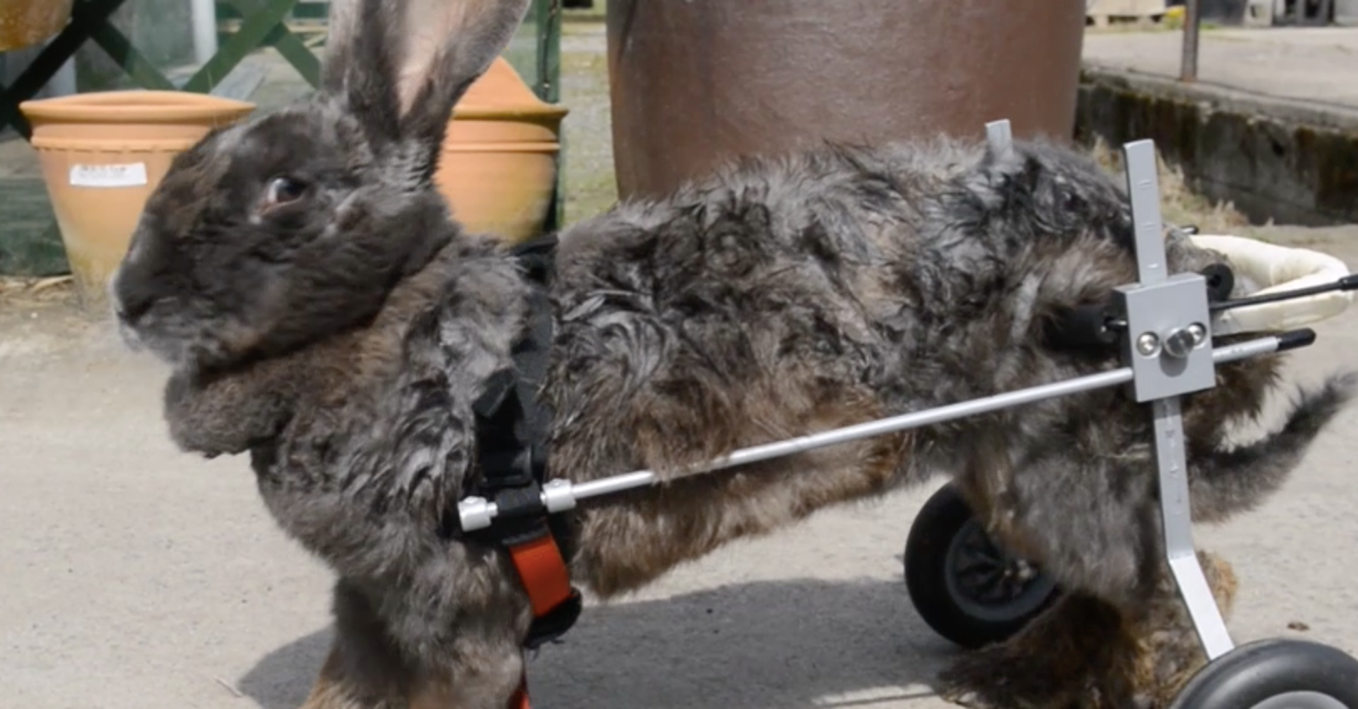 Bunny Wheelchair Is Huge Help For Giant Rabbit Who Couldn't Walk HuffPost