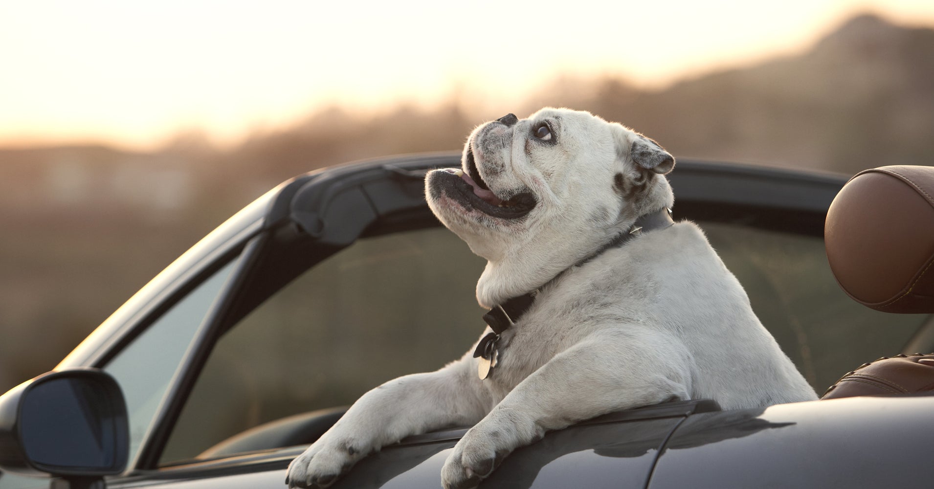 The Most Pet Friendly Vacation Spots In The U S HuffPost