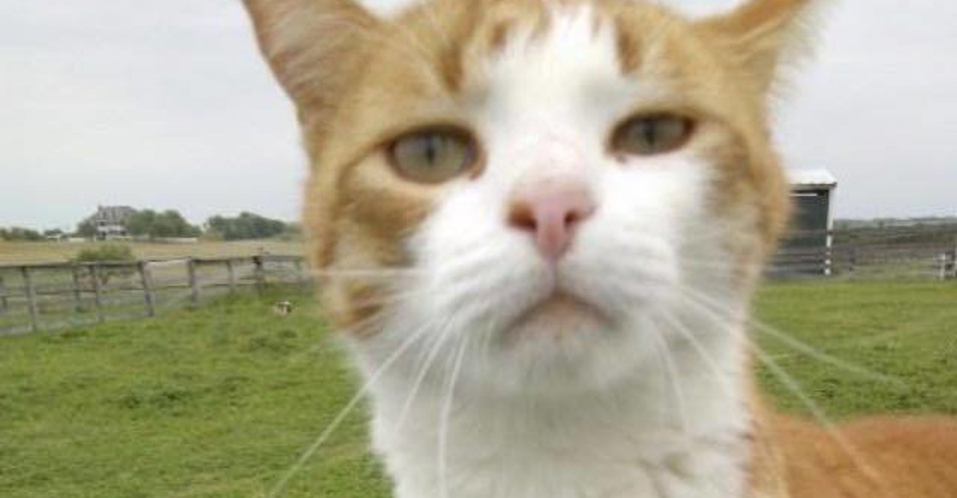 Texas Vet Who Killed Cat With Arrow Broke State Rules, Faces Punishment