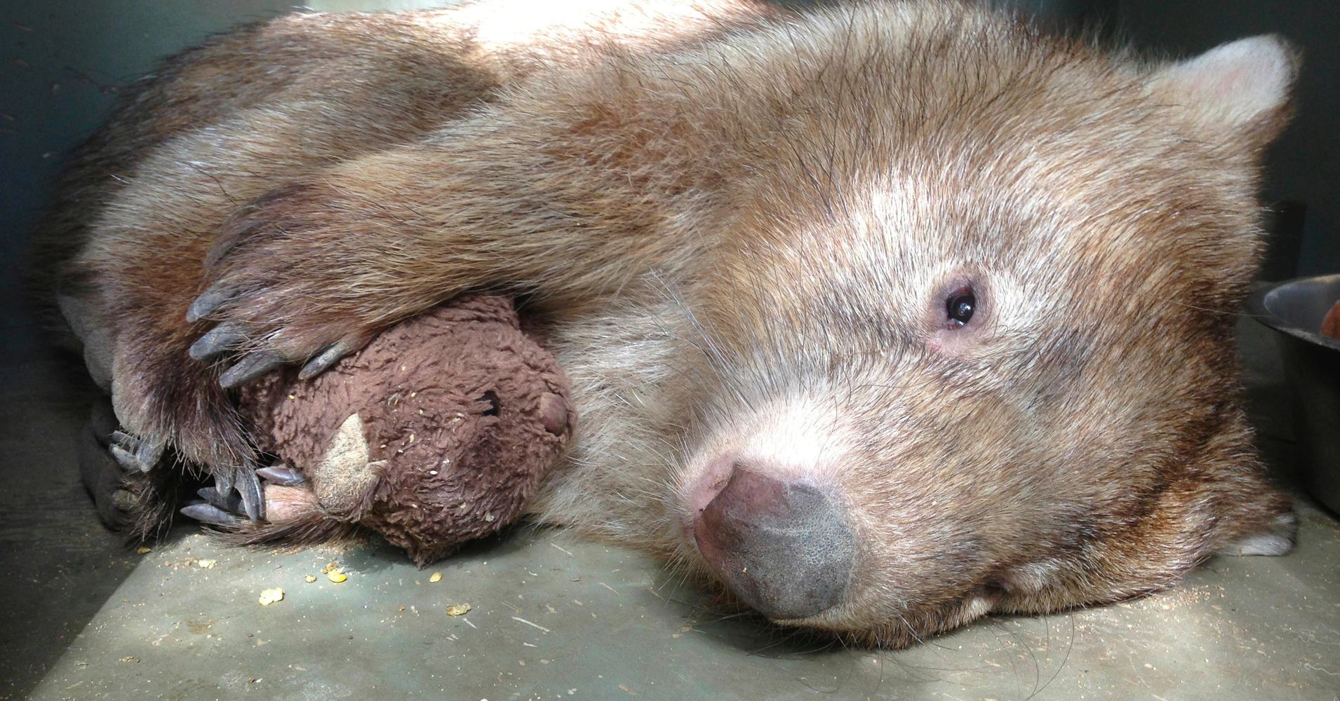 wombat teddy bear