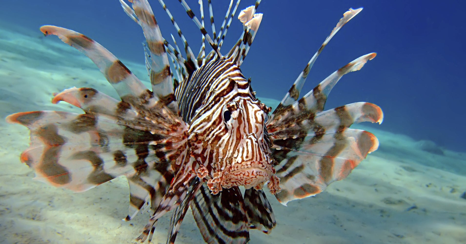 Florida Lionfish Derby Seeks To Curb Spread Of Invasive Species | HuffPost