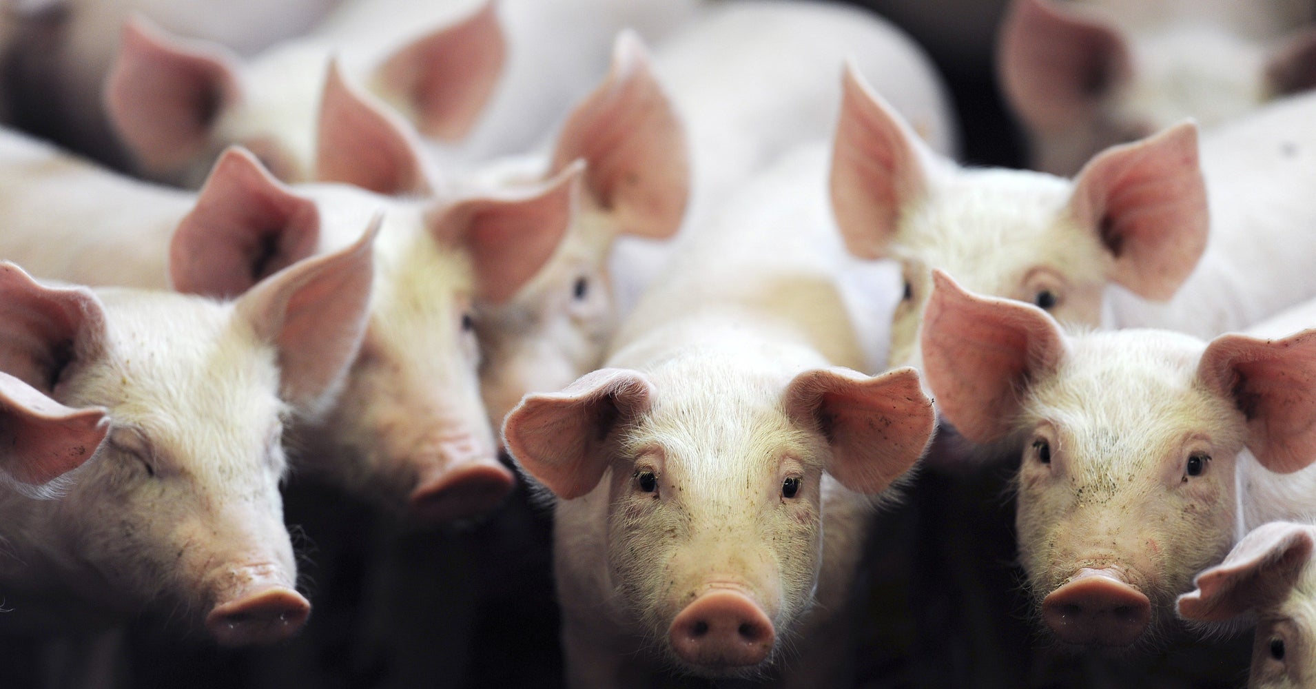 These Advances In LabGrown Organs Might Save Your Life One Day HuffPost