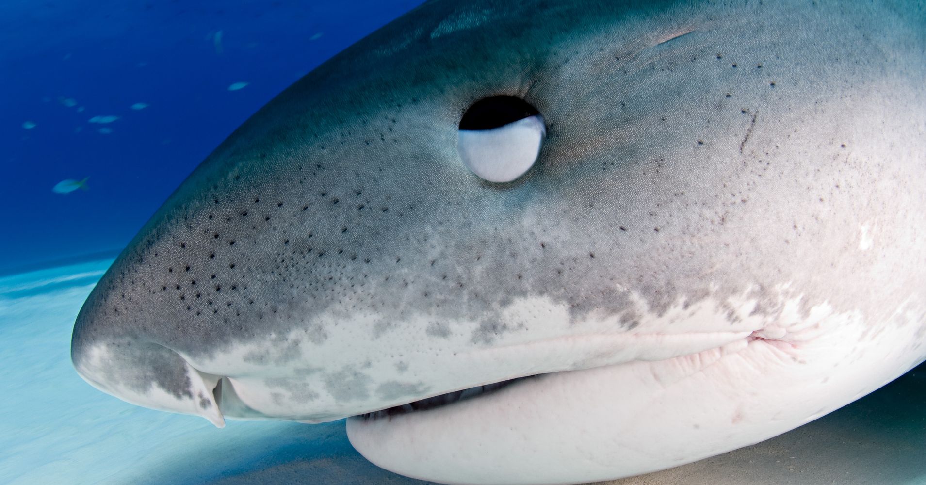 Hawaii Swimmer Rips Out Shark's Eye To Survive Attack HuffPost