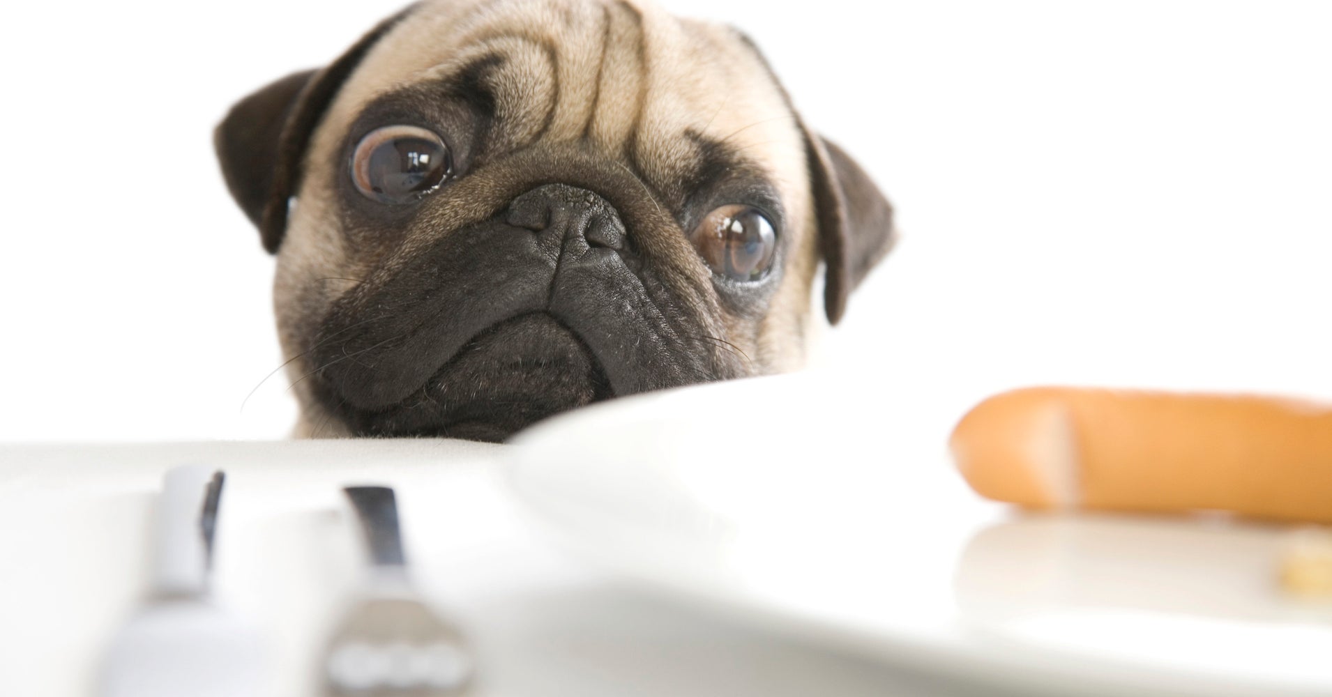 Xylitol, A Sweetener In Some Sugarless Foods, Can Kill Your Dog HuffPost