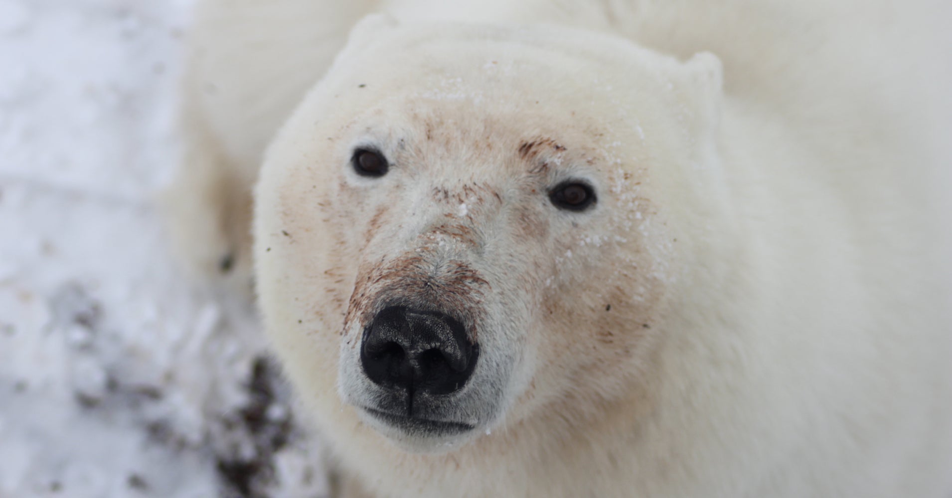 Polar Bear Live Stream Shows Part Of Arctic Where Ice Is Melting Faster