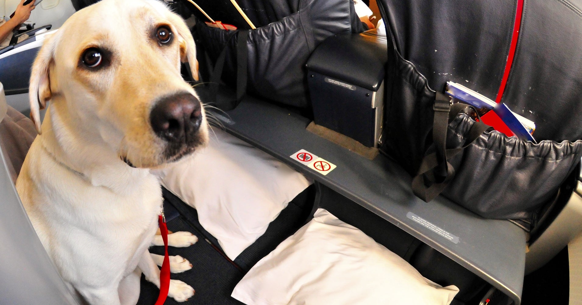 Soon Delta Won't Let You Check A Pet As Baggage HuffPost