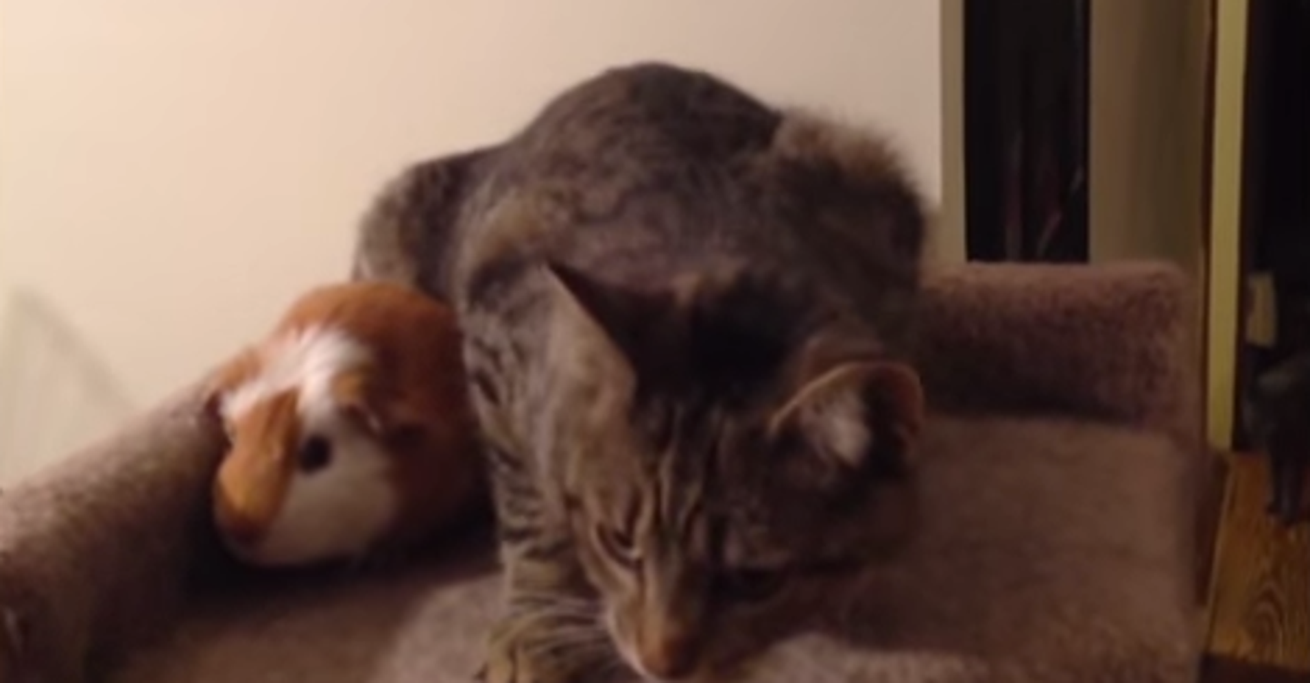 Badass Guinea Pig Tries To Share Cat's Bed, Madness Ensues HuffPost