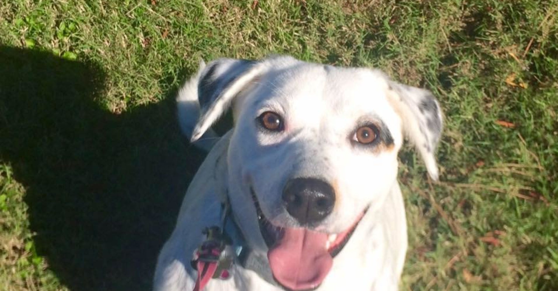 Dog Given Up For Being Too Clingy Finds New Family To Return The Love