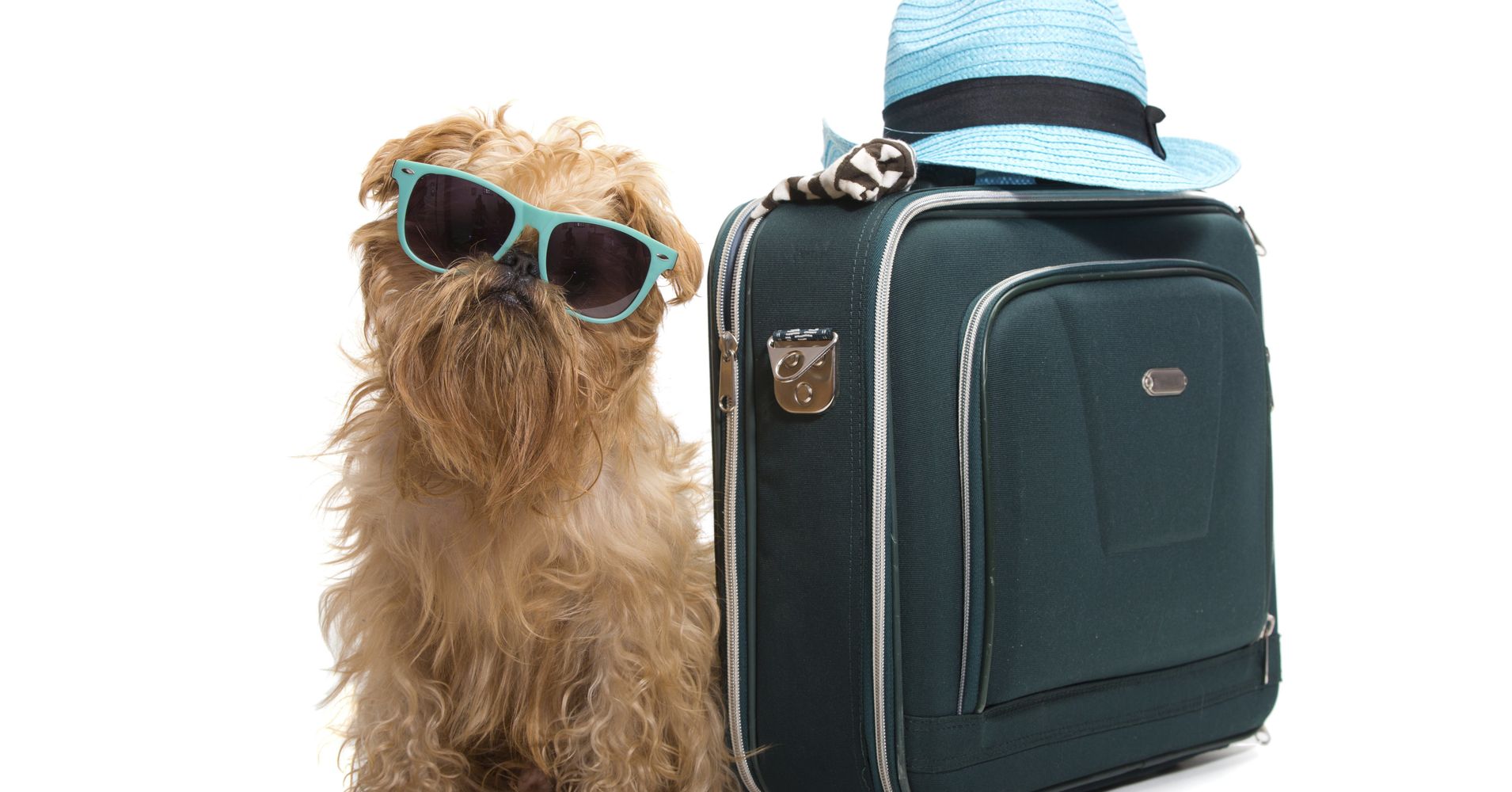 dogs-get-their-day-amtrak-to-be-required-to-allow-pets-on-trains