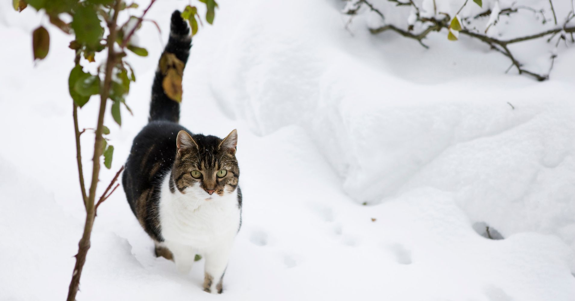 7 Ways To Help Stray Or Feral Cats Survive The Winter HuffPost