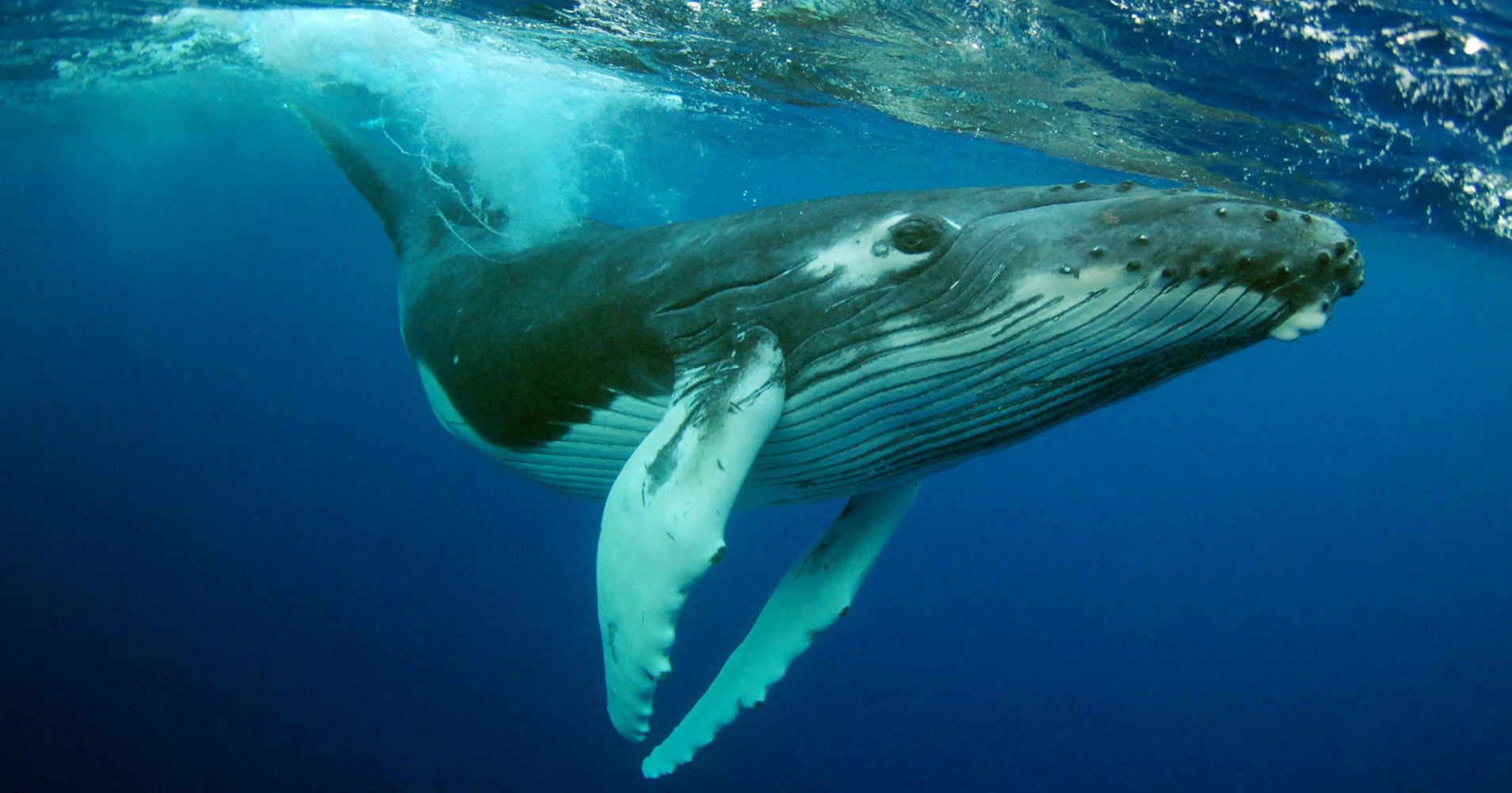 Scientists May Have Discovered A New Kind Of Humpback Whale Sound