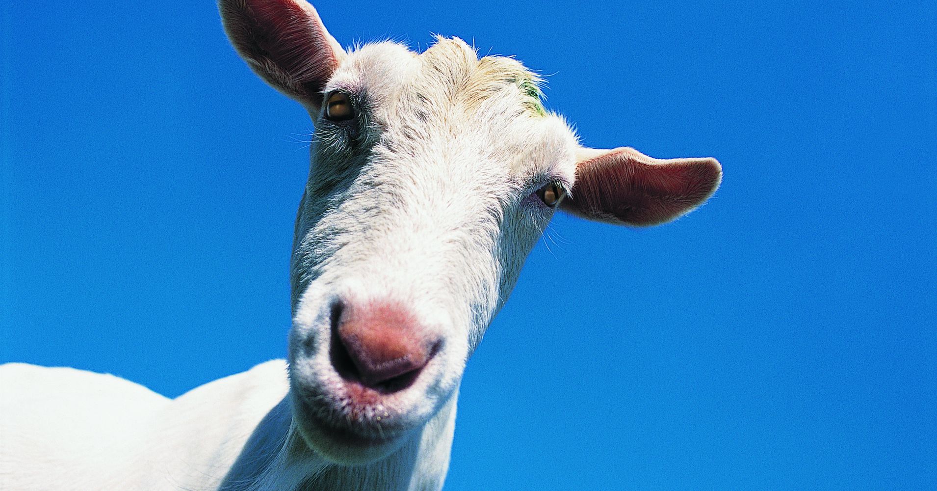 how-buying-a-goat-from-a-charity-actually-helps-people-in-need-huffpost