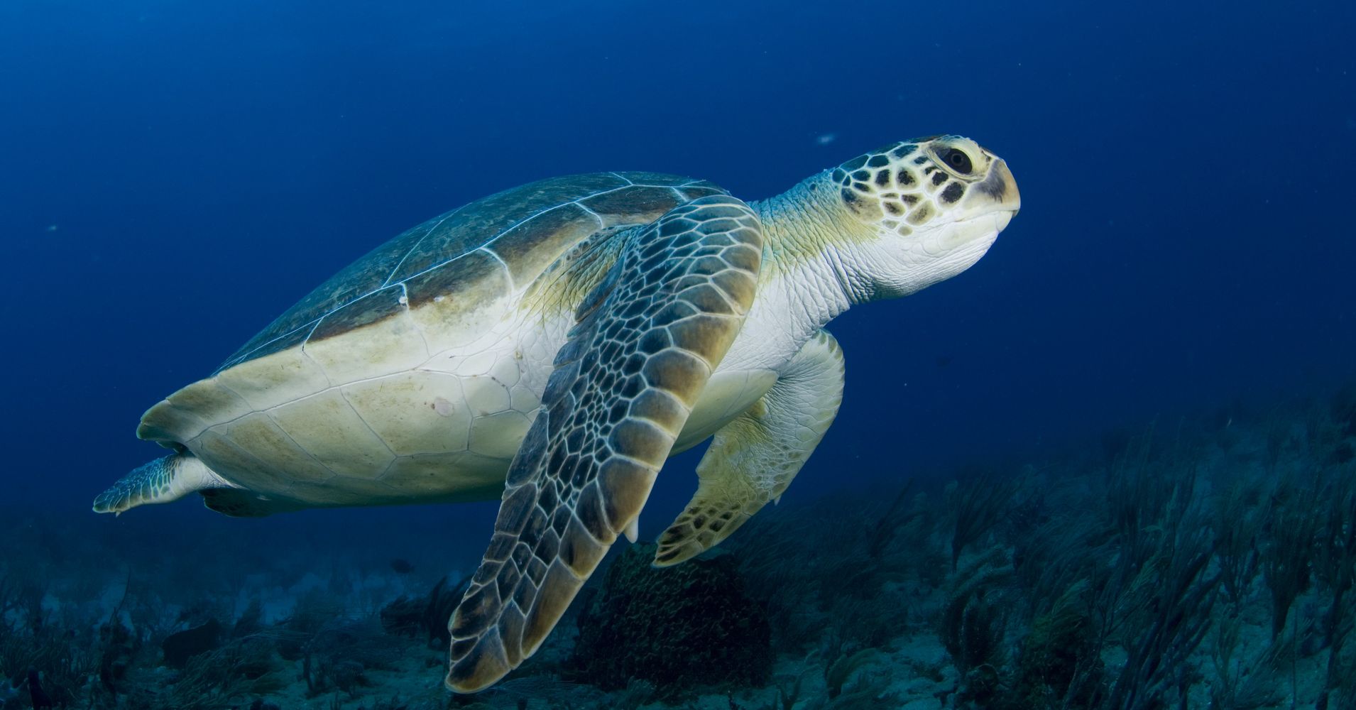 Are Green Sea Turtles Still Endangered